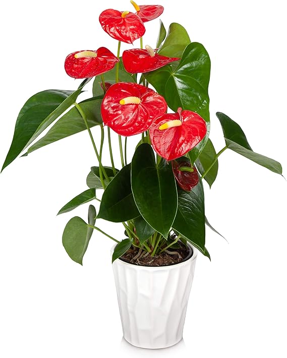 Anthurium Plant
