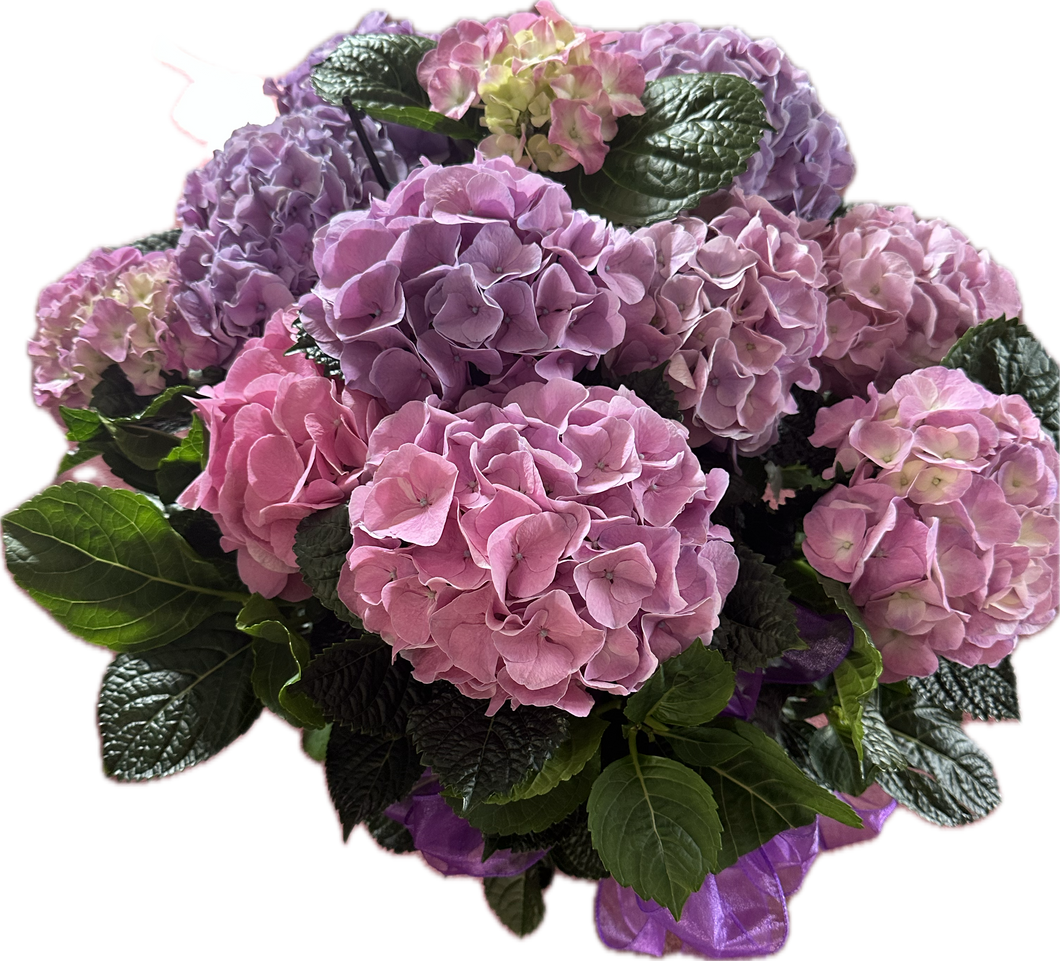 Lavender Hydrangea Plant