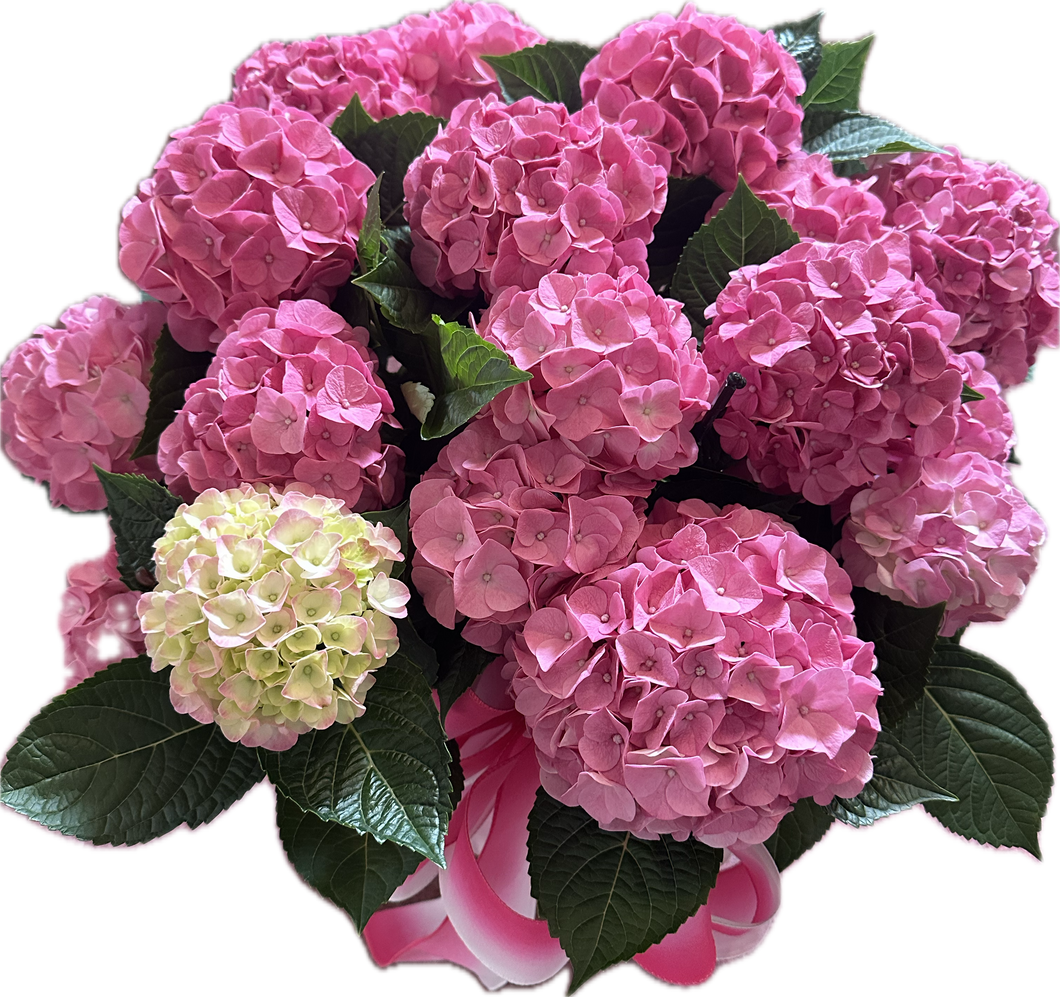 Pink Hydrangea Plant