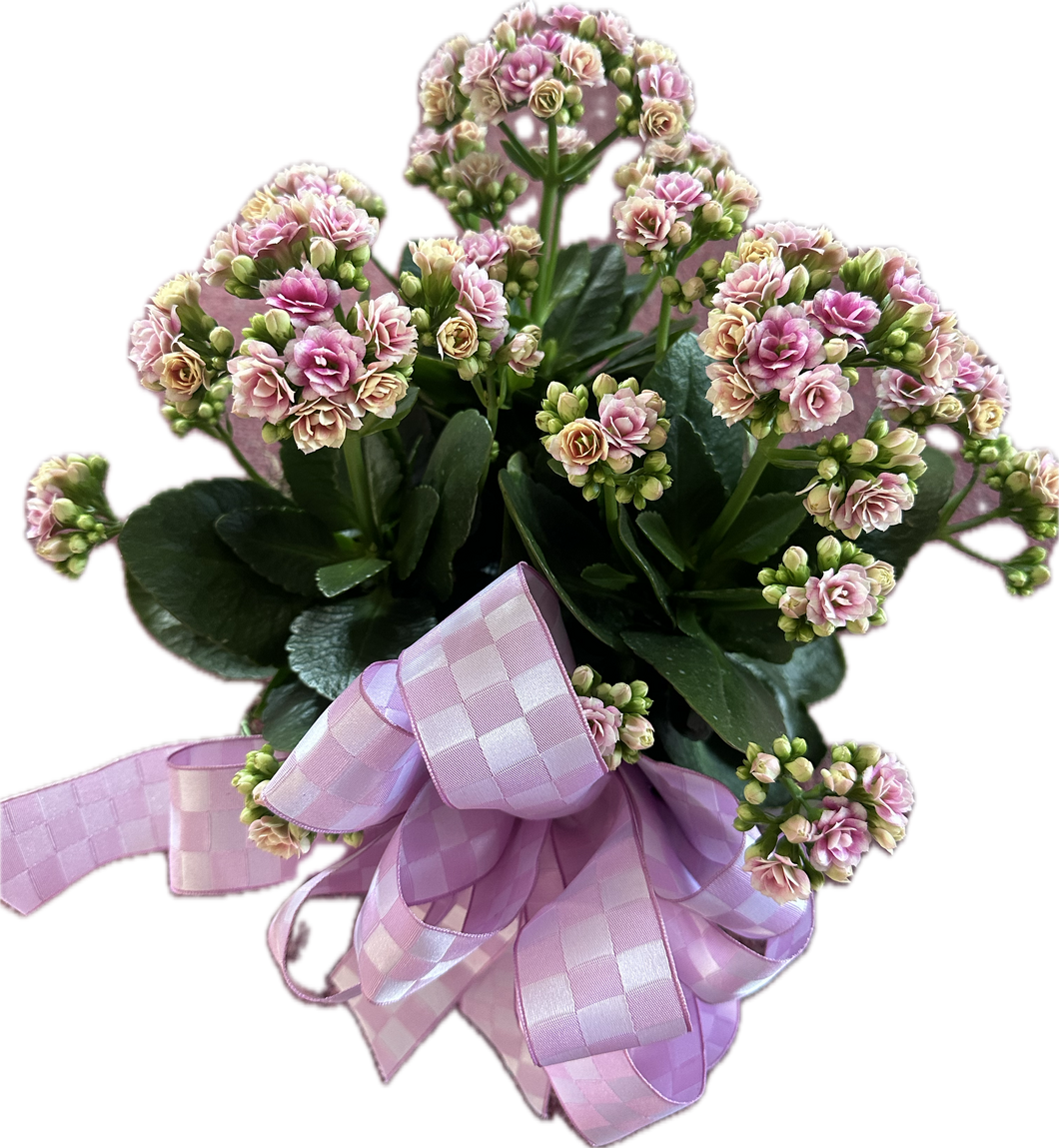 Kalanchoe Plant in Decorative Pot