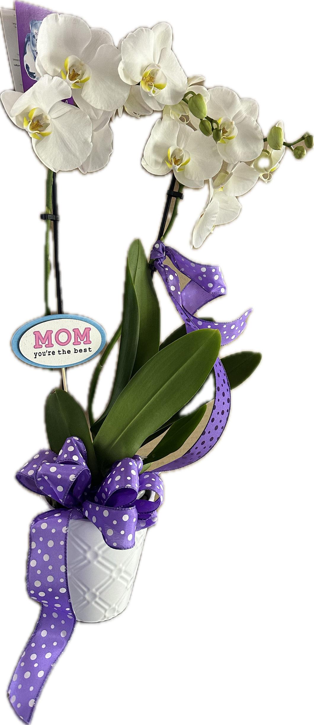 Orchid Plant for Mom