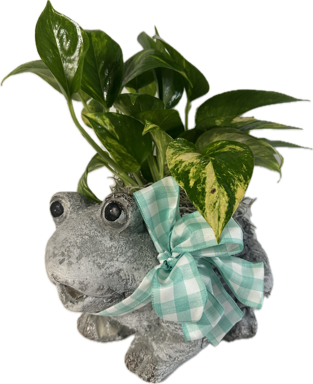 Frog Planter