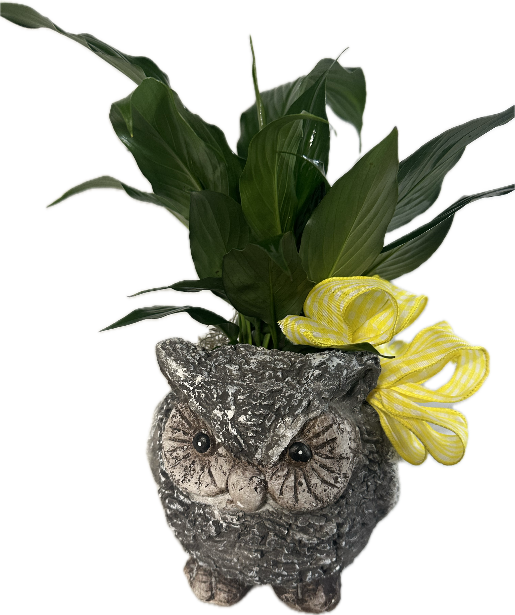 Owl Planter – Grohman's Flowers