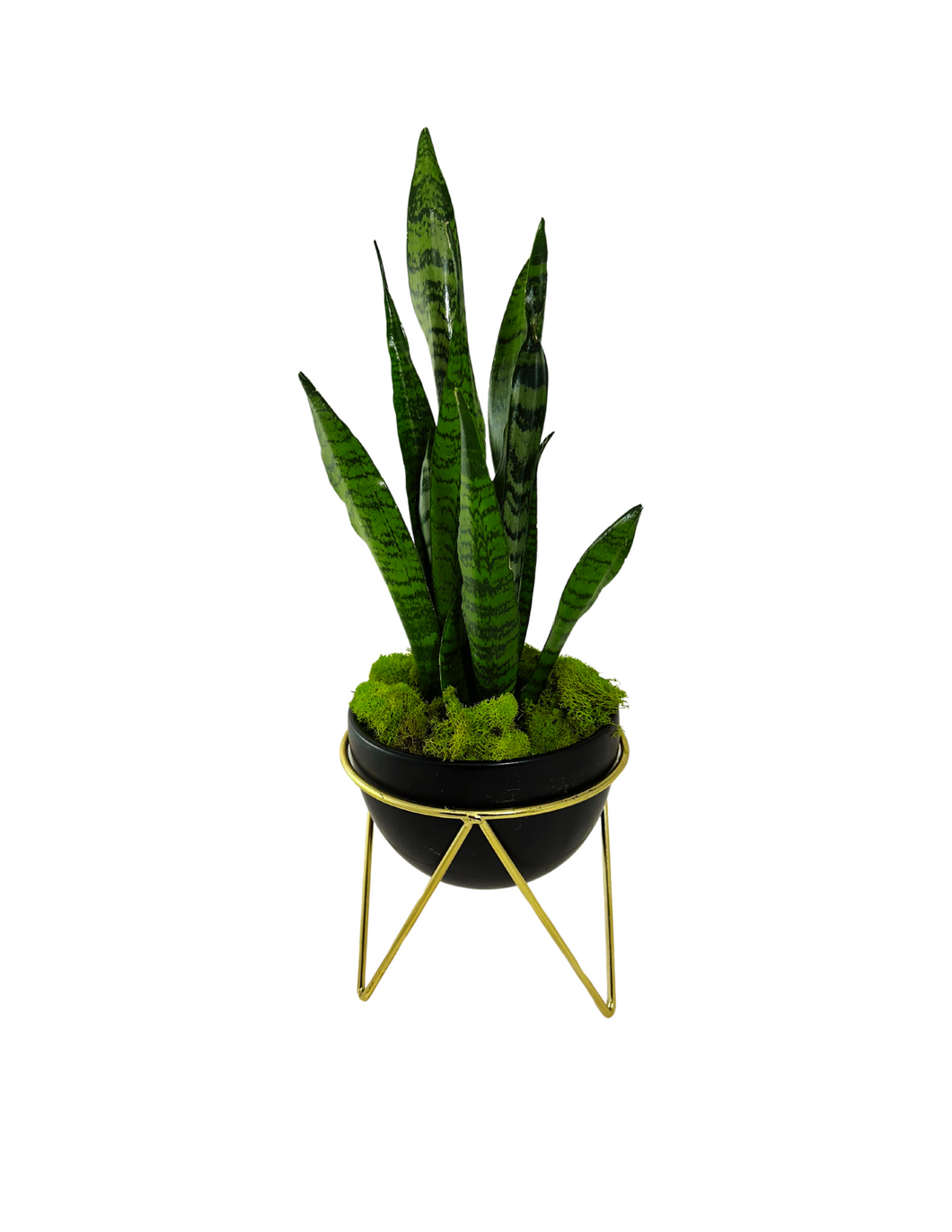 Modern Snake Plant