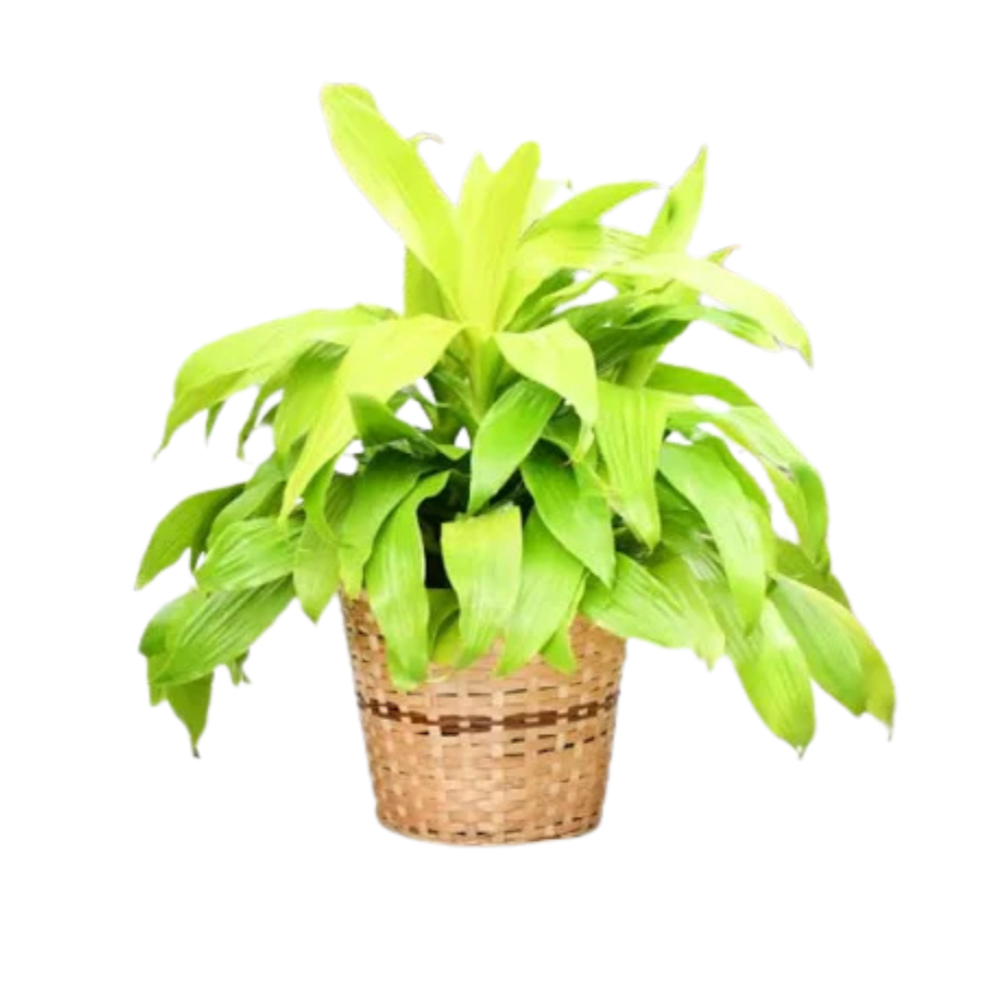 Limelight Dracena