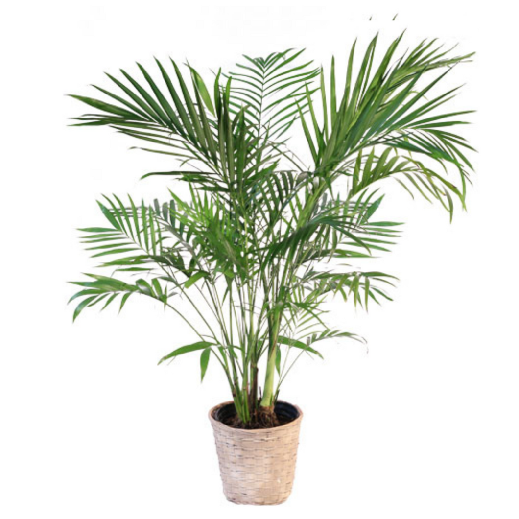 Majesty Palm