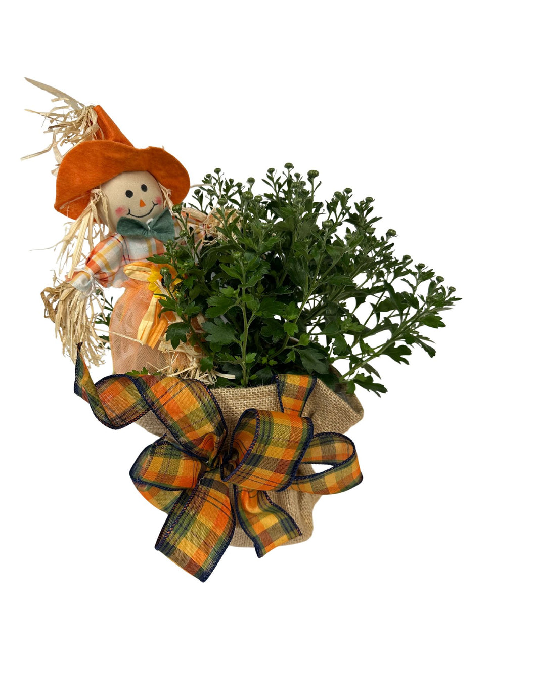 Harvest Mum