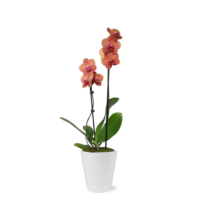 Bonfire Orchid Plant