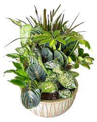 Dish Garden in Ceramic Pot