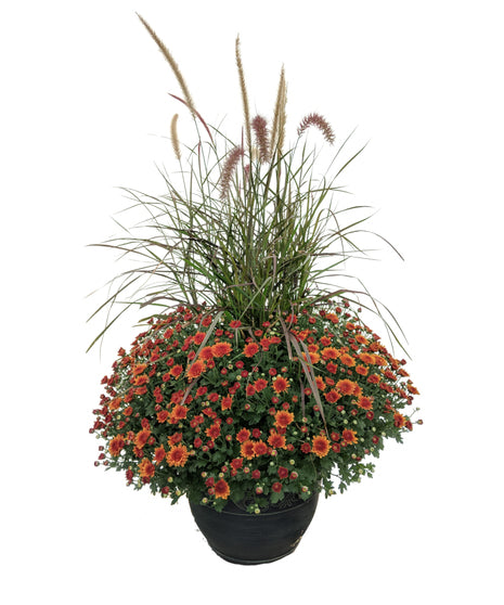 Large Mum With Decorative Grass
