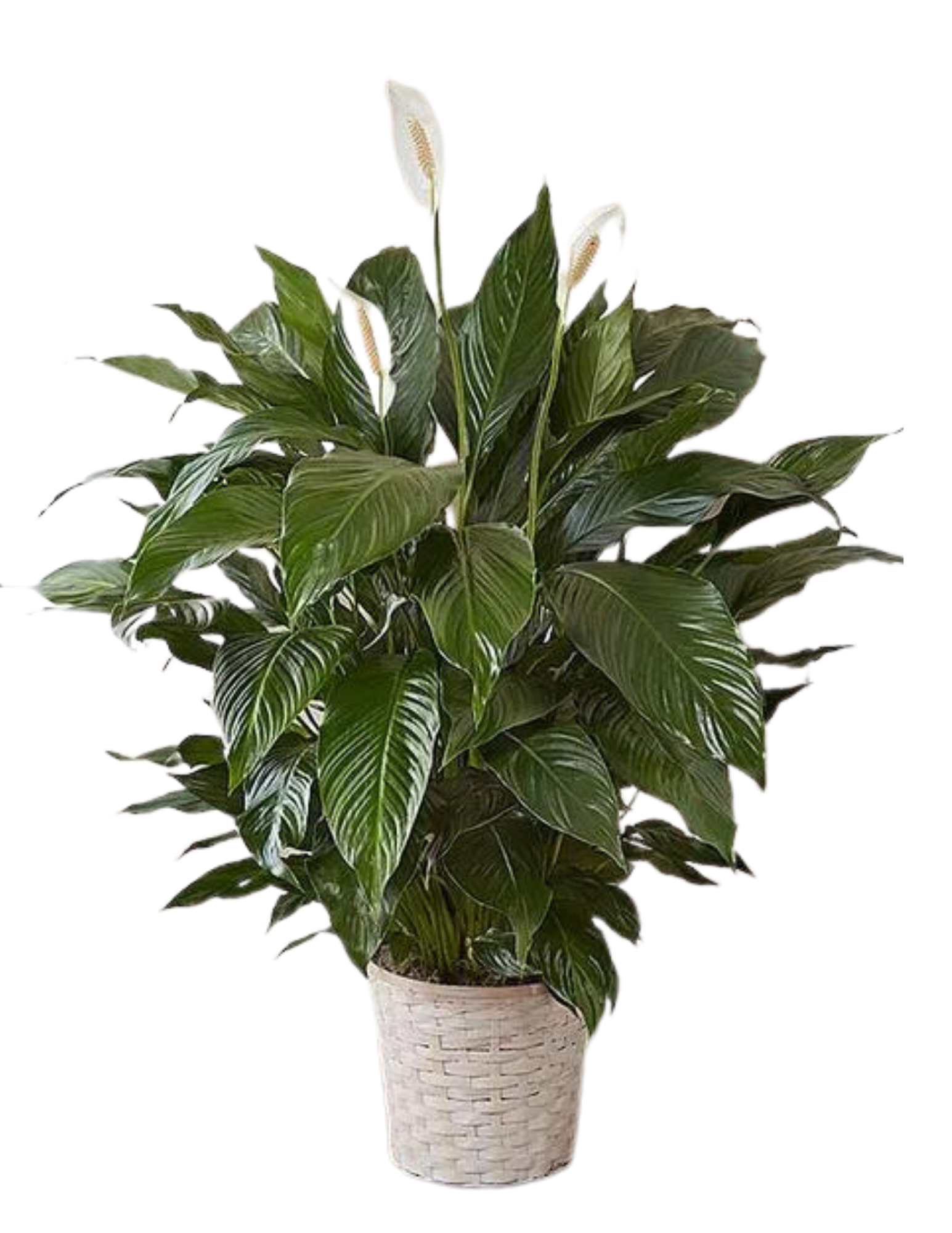 peace lily png Peace Lily – Grohman's Flowers